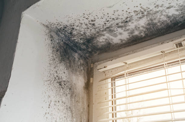 Affordable Mold Cleanup solutions in Columbia, TN
